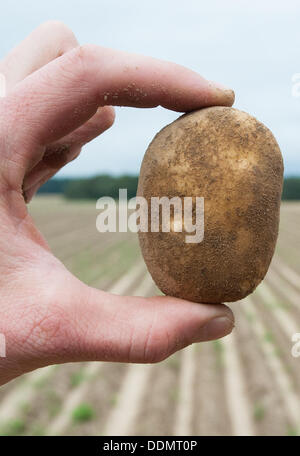 Wriedel, Allemagne. Le 04 août, 2013. Un agriculteur présente une pomme de terre fraîchement récoltés sur un champ près de Wriedel, Allemagne, 04 septembre 2013. Photo : Philipp Schulze/dpa/Alamy Live News Banque D'Images