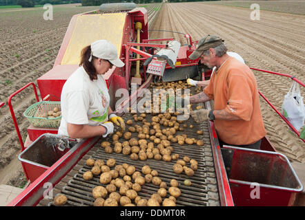 Wriedel, Allemagne. Le 04 août, 2013. Les travailleurs saisonniers des pierres hors sélection de pommes de terre récoltés près de Wriedel, Allemagne, 04 septembre 2013. Photo : Philipp Schulze/dpa/Alamy Live News Banque D'Images