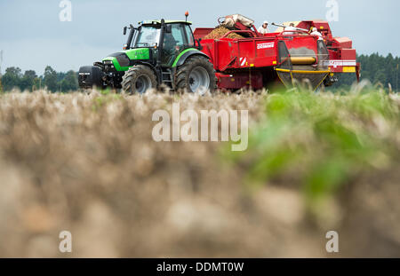 Wriedel, Allemagne. Le 04 août, 2013. Un fermier moissonne les pommes de terre avec une grubber près de Wriedel, Allemagne, 04 septembre 2013. Photo : Philipp Schulze/dpa/Alamy Live News Banque D'Images