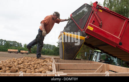 Wriedel, Allemagne. Le 04 août, 2013. Un travailleur saisonnier pommes de contrôles chargés dans les cases près de Wriedel, Allemagne, 04 septembre 2013. Photo : Philipp Schulze/dpa/Alamy Live News Banque D'Images