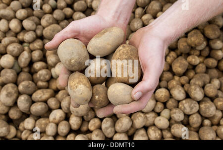 Wriedel, Allemagne. Le 04 août, 2013. Un agriculteur présente des pommes de terre fraîchement récoltées sur un champ près de Wriedel, Allemagne, 04 septembre 2013. Photo : Philipp Schulze/dpa/Alamy Live News Banque D'Images