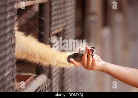 Une personne touch part avec un singe en cage Banque D'Images