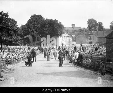 Juste des moutons à East Ilsley, Berkshire, c1860-c1922. Artiste : Henry Taunt Banque D'Images