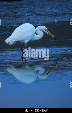 Héron blanc (Kotuku - Egretta alba), d'admission Hoopers, péninsule d'Otago, Dunedin, Otago, île du Sud, Nouvelle-Zélande Banque D'Images