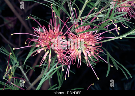 Close-up de Grevillea fleurs hybrides Winpara 'Gem'- thelemanniana olivacae Grevillea Grevillea x - famille des Protéacées Banque D'Images