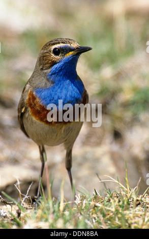 Gorgebleue à miroir, homme, Weißsterniges Blaukehlchen, Männchen, Luscinia svecica cyanecula, Cyanosylvia svecia cyanecula Banque D'Images