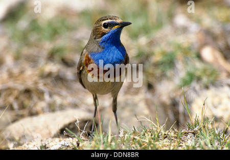 Gorgebleue à miroir, homme, Weißsterniges Blaukehlchen, Männchen, Luscinia svecica cyanecula, Cyanosylvia svecia cyanecula Banque D'Images