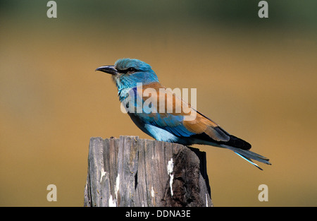 Rouleau d'Europe, Blauracke, Racke, Coracias garrulus Banque D'Images