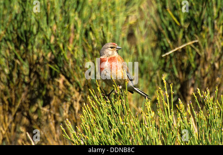 Linnet, homme, Blut-Hänfling Bluthänfling Hänfling,,, Männchen, Carduelis cannabina, Acanthis cannabina Banque D'Images