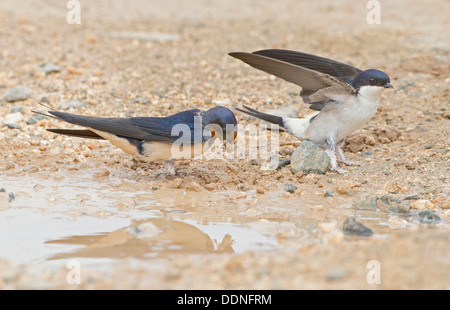 L'Hirondelle rustique Hirundo rustica et Delichon urbica House Martins de la boue pour faire nest Banque D'Images