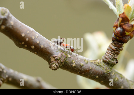 Fourmi rouge (Formica rufa) sur une branche Banque D'Images