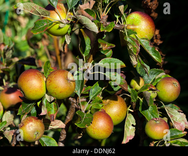 Ripe Cox's Orange Pippin pomme sur l'arbre Banque D'Images