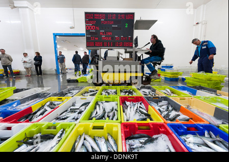 Le marché aux poissons ou crieur public de Concarneau Bretagne France - le troisième plus grand port de pêche en France. Banque D'Images