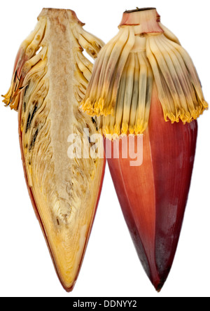 Fleur de banane, la banane (Musa) cardiaque Banque D'Images
