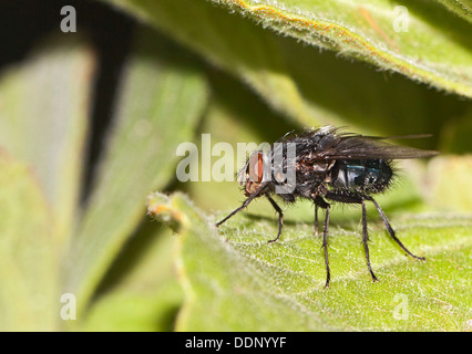 Blow-fly fly, charognards (Calliphoridae) Banque D'Images