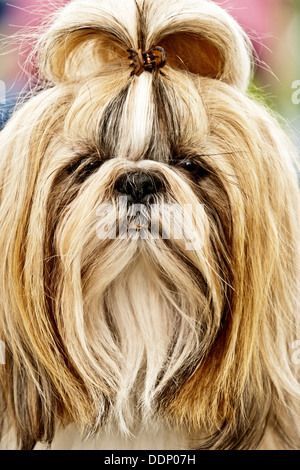 Portrait de chien Shih Tzu Banque D'Images