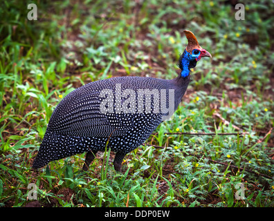 La pintade de Numidie (Numida meleagris) dans la région de Lake Manyara National Park, Tanzania, Africa Banque D'Images