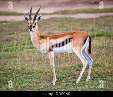 La gazelle de Thomson (Eudorcas thomsonii) in The Serengeti, Tanzania, Africa Banque D'Images