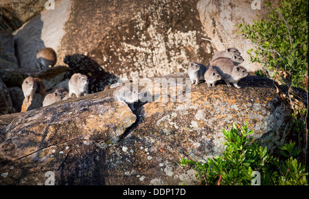 (Procavia capensis Rock Hyrax) groupe familial dans le Serengeti, Tanzanie, Afrique. Banque D'Images