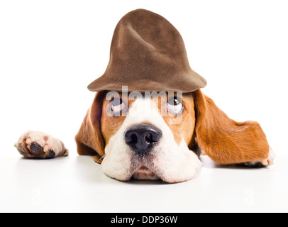 Beagle dans wizard hat isolé sur fond blanc Banque D'Images