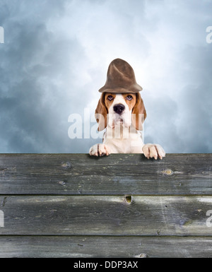 Chien dans un chapeau magique contre le ciel de tempête Banque D'Images