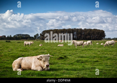 Charolais sur un pâturage, près de Wedel, Schleswig-Holstein, Allemagne, Europe Banque D'Images