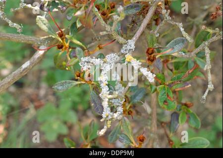 Azalea arbrisseau à tiges et feuilles couvertes en champignon et la maladie Banque D'Images