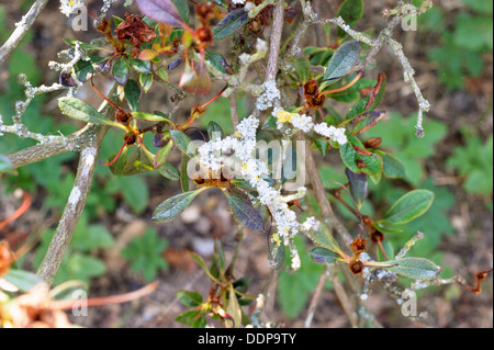 Azalea arbrisseau à tiges et feuilles couvertes en champignon et la maladie Banque D'Images
