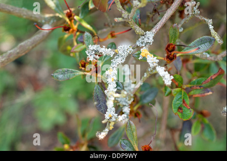 Azalea arbrisseau à tiges et feuilles couvertes en champignon et la maladie Banque D'Images