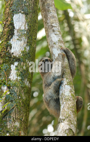 Trois-toed sloth dans arbre, Costa Rica Banque D'Images