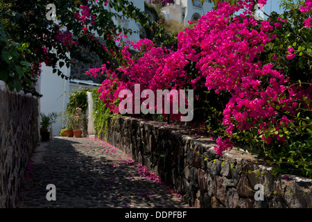 Bougainvillea croissant le long d'un chemin de pierre en Malfa sur l'île de Salina, les îles Eoliennes, Sicile, Italie Banque D'Images