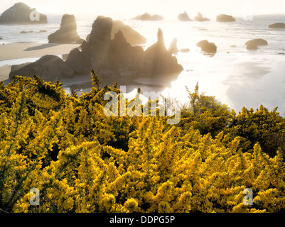 L'ajonc fleurs sauvages et le littoral à Bandon, Oregon. Banque D'Images