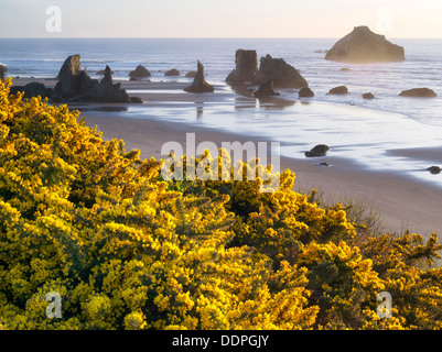 L'ajonc fleurs sauvages et le littoral à Bandon, Oregon. Banque D'Images