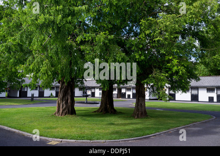 Irish National Stud à Kildare, Irlande Banque D'Images