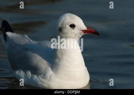 Gull in close up Banque D'Images