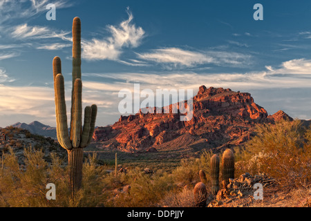 Scène de désert de Sonora en Arizona Banque D'Images