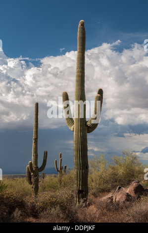 Gros nuages de mousson la forme sur le désert de l'Arizona. Banque D'Images