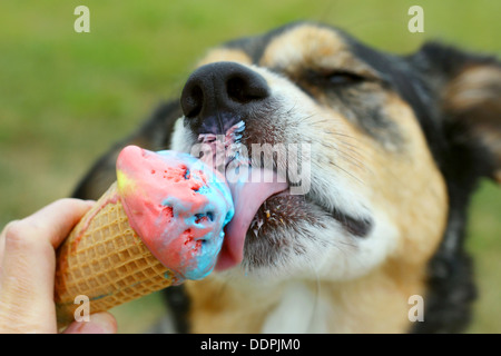 Close up d'un mélange de berger allemand chien de lécher un cornet de crème glacée de couleur arc-en-ciel un jour d'été Banque D'Images