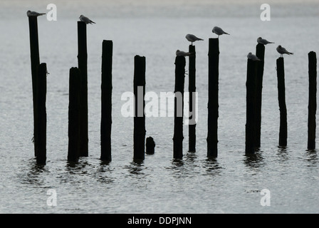 Mouettes noir sur des poteaux dans l'eau. Banque D'Images