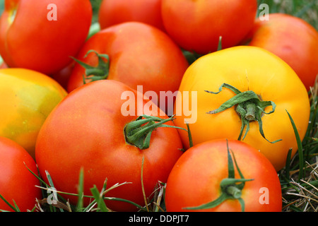 Une pile d'une saine, fraîche et tomates jaune rouge choisi est de jeter dehors dans l'herbe Banque D'Images