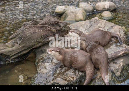 Trois petites oriental, les loutres aonyx cinerea assis sur la pierre près de l'eau Banque D'Images