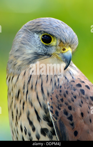 Faucon crécerelle, Falco tinnunculus - Détail de la tête, les yeux et le bec. Banque D'Images