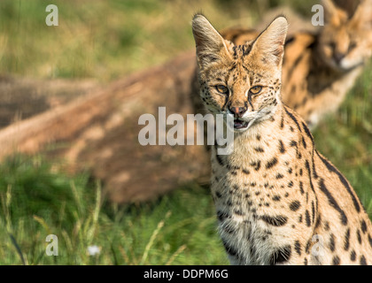 Serval (Leptailurus serval) Banque D'Images