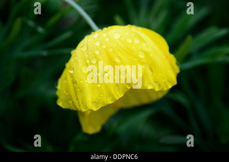 Un Pavot de californie jaune vif parsemé de gouttes contre un fond vert sombre. Banque D'Images