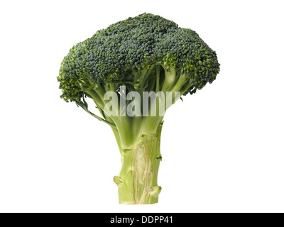 Le brocoli isolated on White Banque D'Images