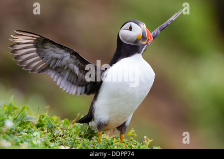 Macareux moine s'étend ses ailes sur l'île de Skomer Wales Banque D'Images