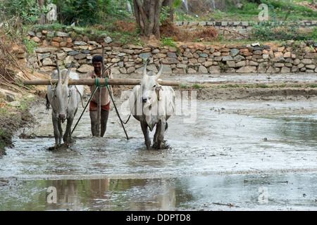 La préparation et la mise à niveau des agriculteurs indiens un nouveau champ de riz à l'aide d'un niveau tiré par des vaches indiennes. L'Andhra Pradesh, Inde Banque D'Images