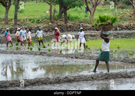 Agriculteur indien transportant les jeunes plants de riz, aux femmes de les planter dans une rizière. L'Andhra Pradesh, Inde Banque D'Images