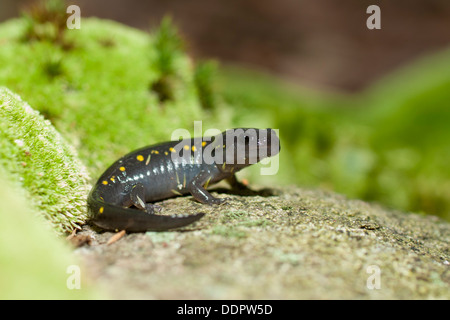 Les jeunes adultes - sous la salamandre Ambystoma maculatum Banque D'Images