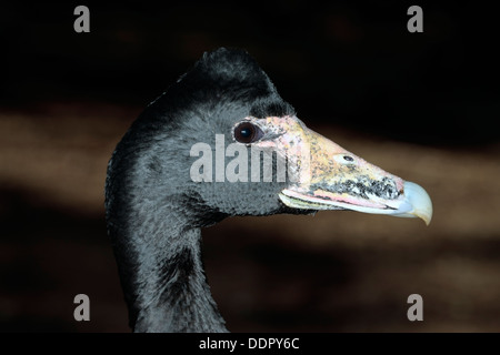 Pied/mâle/Magpie Goose semipalmé Anseranas semipalmata --famille des Anatidés Banque D'Images